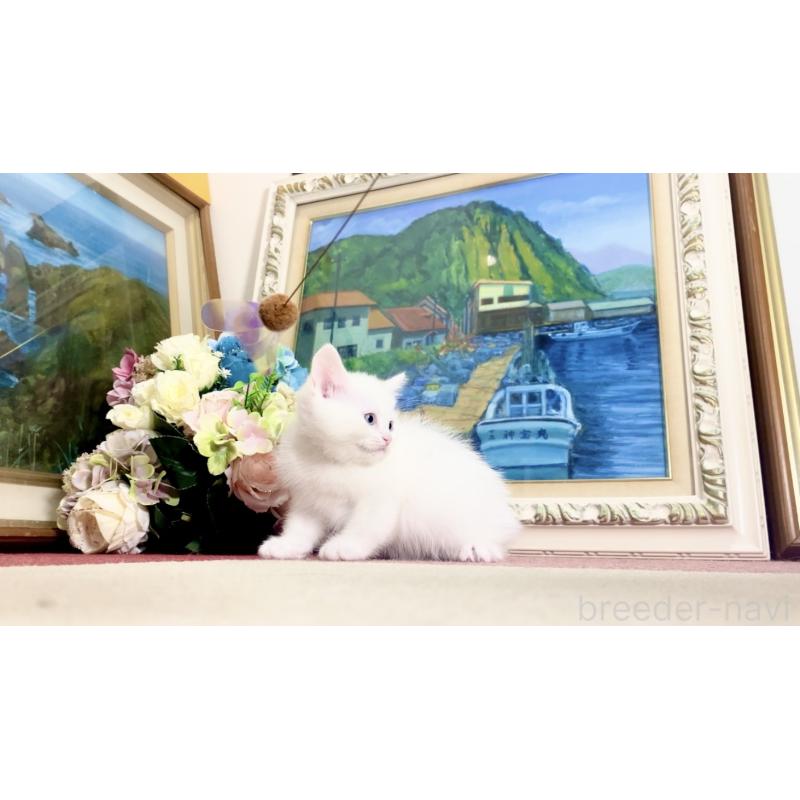 販売中の北海道のマンチカン-134358の3枚目