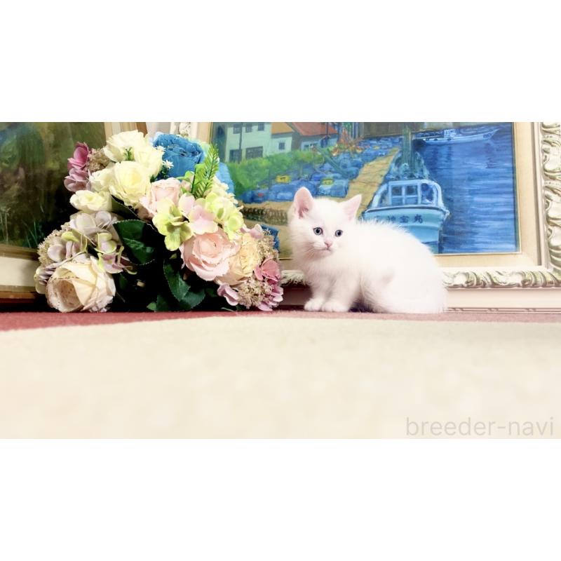 販売中の北海道のマンチカン-134358の2枚目