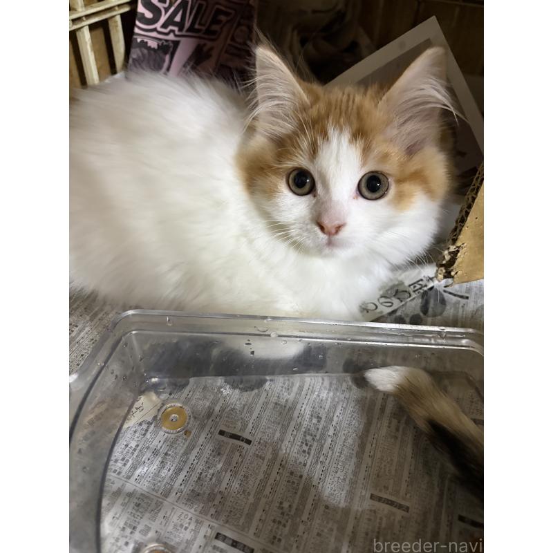 販売中の神奈川県のマンチカン-133032の4枚目