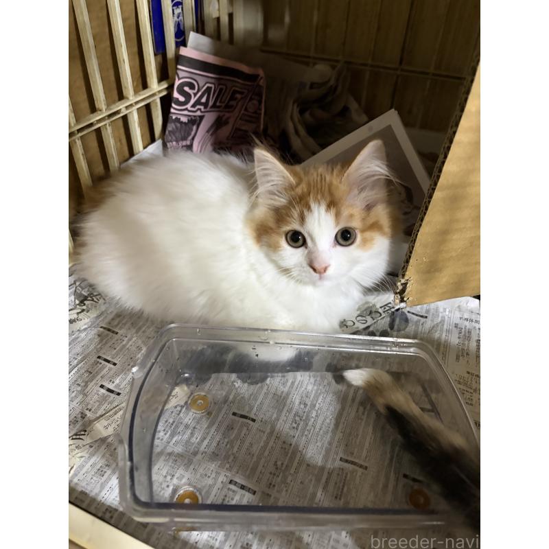 販売中の神奈川県のマンチカン-133032の3枚目