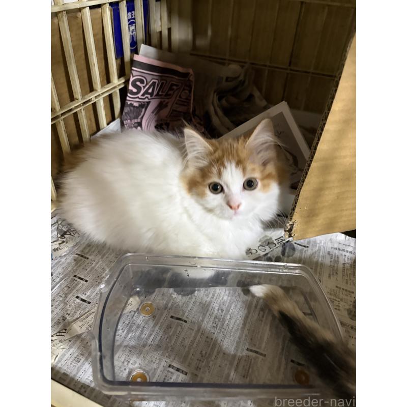 販売中の神奈川県のマンチカン-133032の2枚目