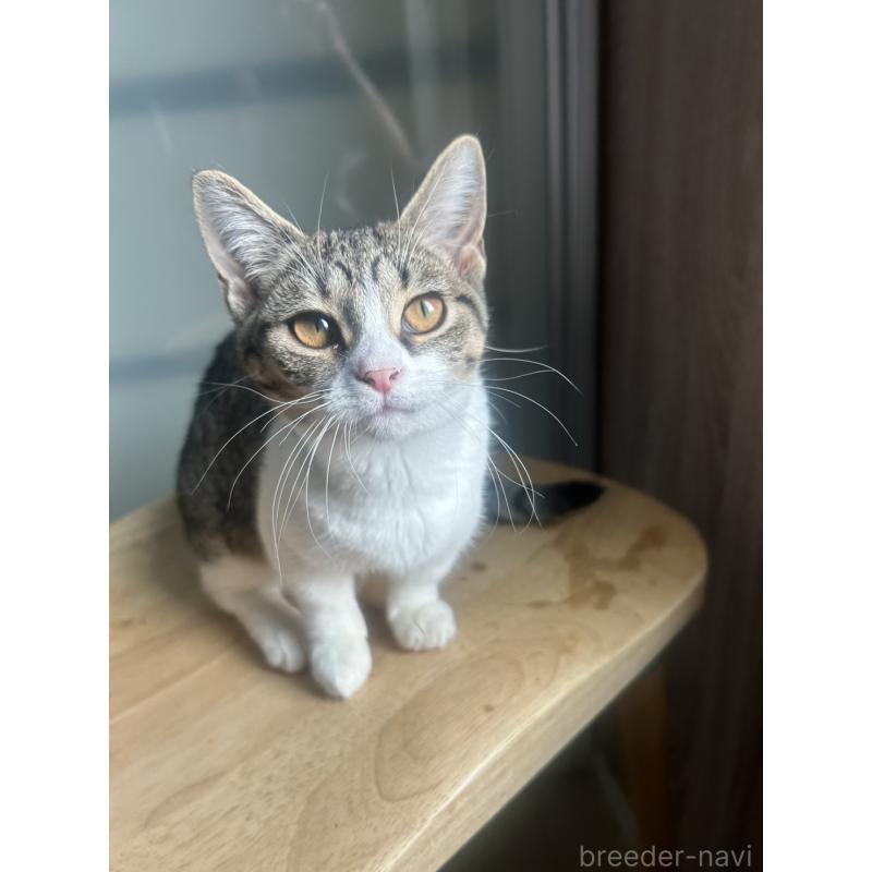 販売中の北海道のミックス-130606の6枚目