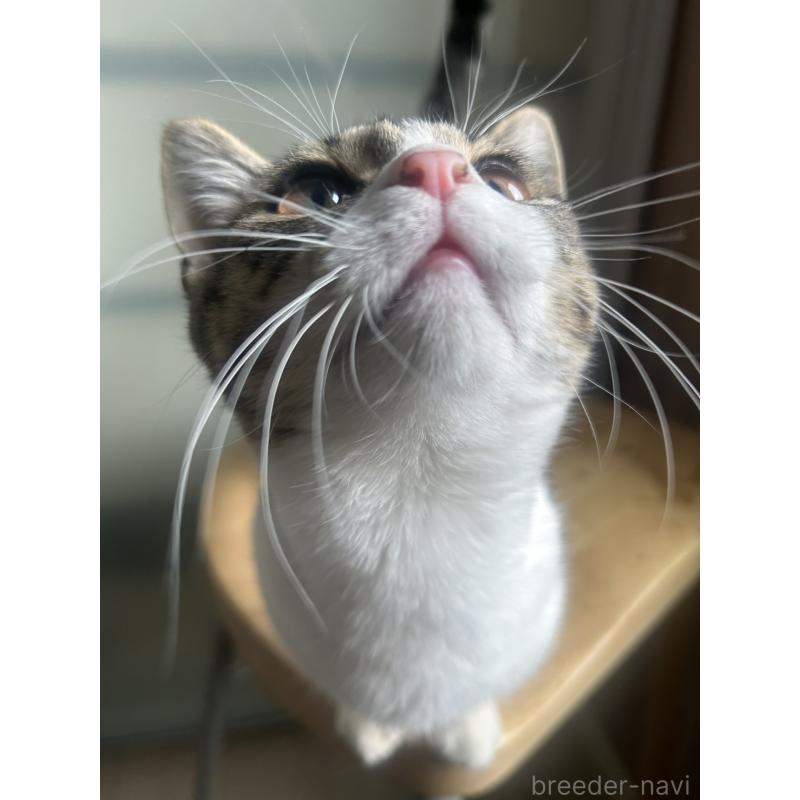 販売中の北海道のミックス-130606の5枚目