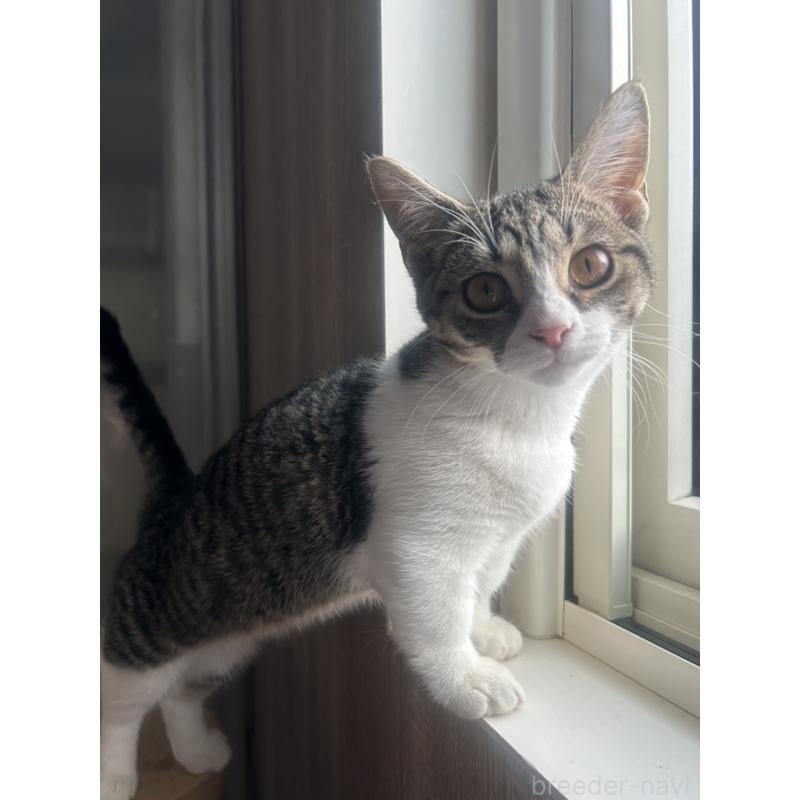 販売中の北海道のミックス-130606の4枚目