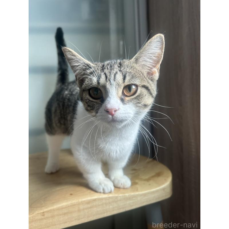 販売中の北海道のミックス-130606の3枚目