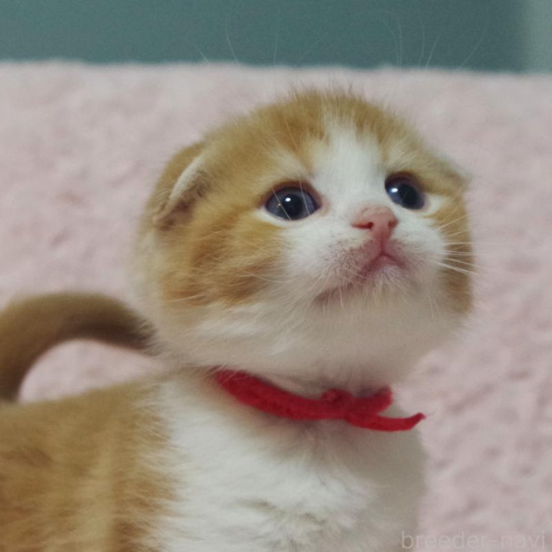 販売中の群馬県のスコティッシュフォールド(折れ耳)-135715