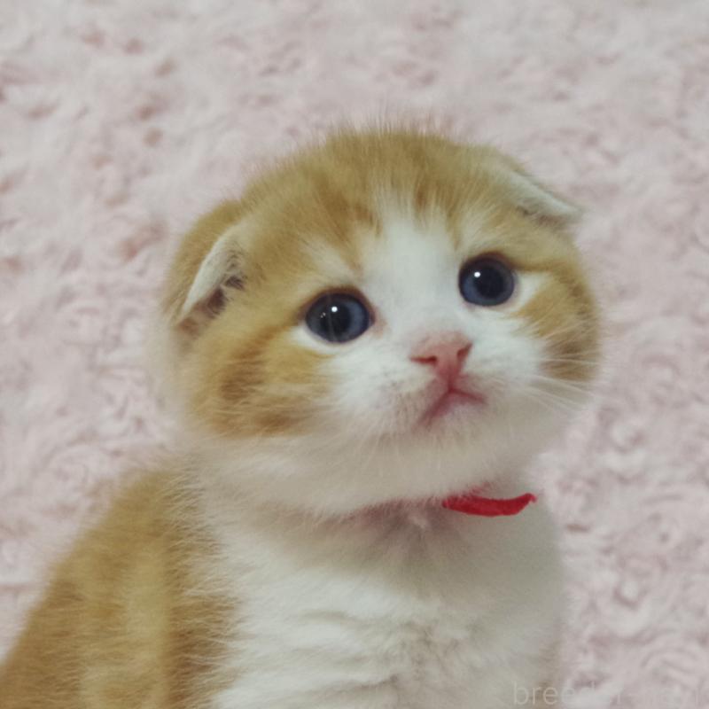 販売中の群馬県のスコティッシュフォールド(折れ耳)-135715の11枚目