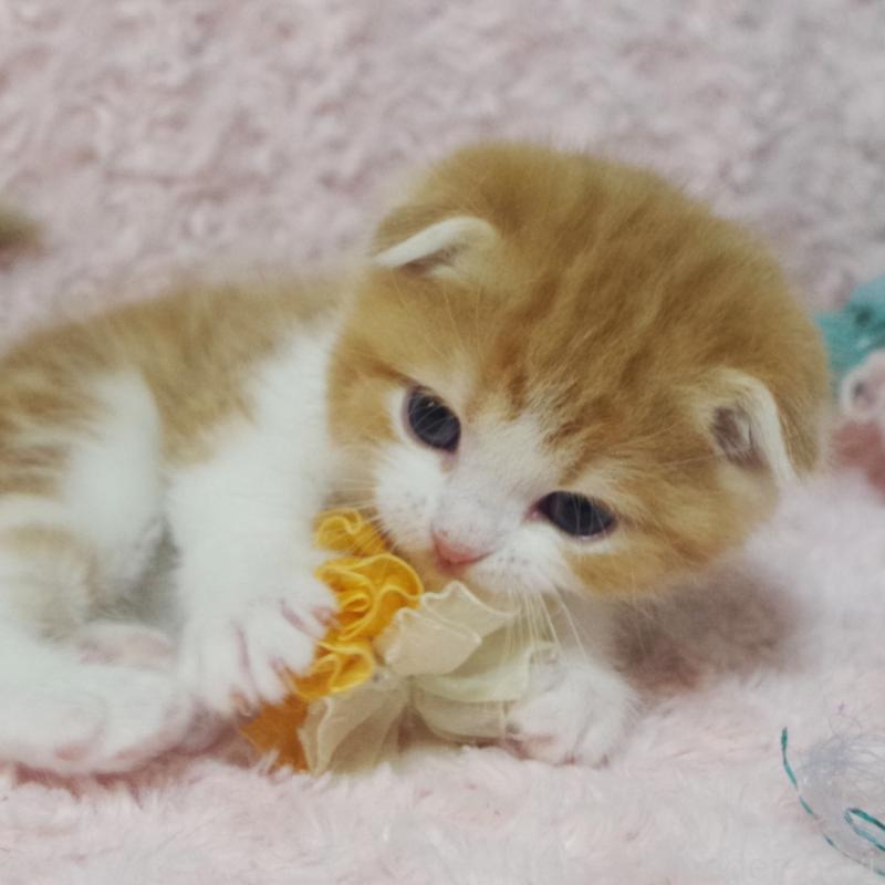 販売中の群馬県のスコティッシュフォールド(折れ耳)-135715の10枚目