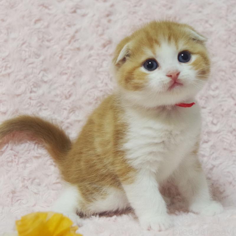 販売中の群馬県のスコティッシュフォールド(折れ耳)-135715の9枚目
