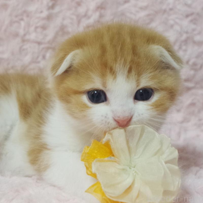 販売中の群馬県のスコティッシュフォールド(折れ耳)-135715の7枚目