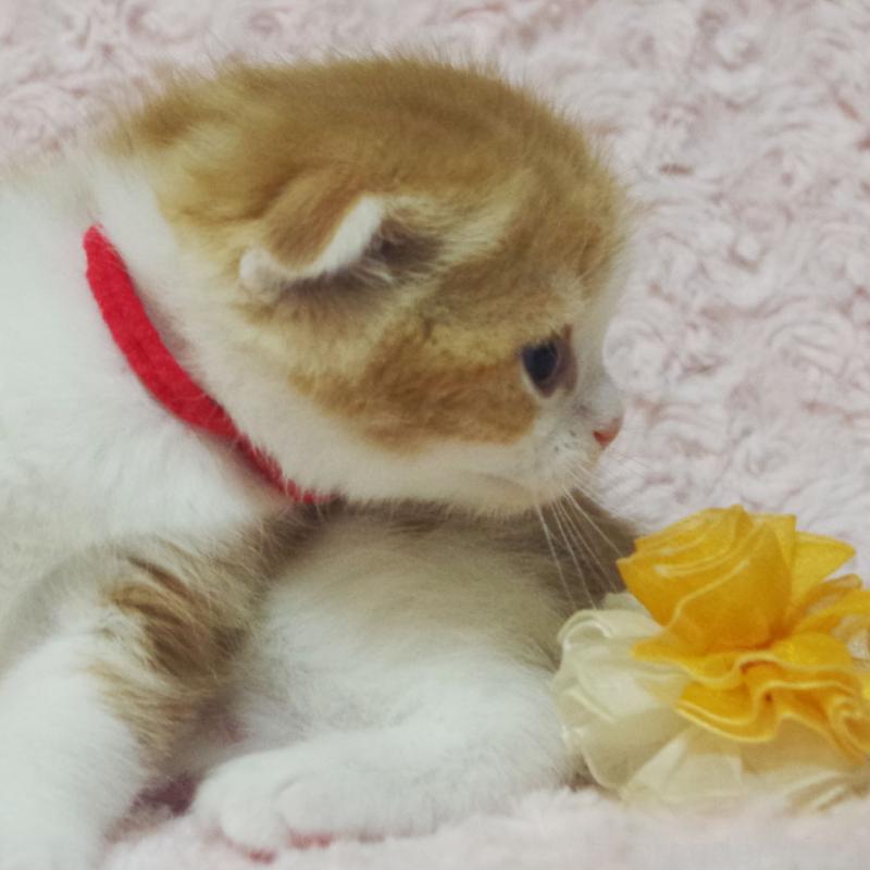 販売中の群馬県のスコティッシュフォールド(折れ耳)-135715の8枚目