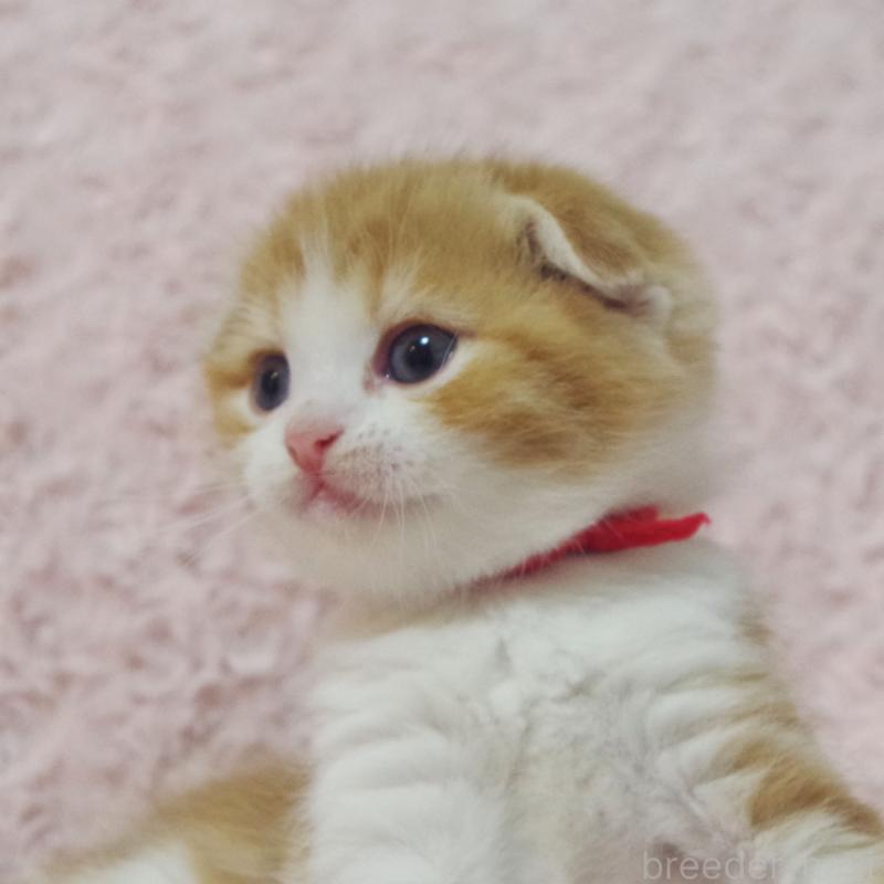 販売中の群馬県のスコティッシュフォールド(折れ耳)-135715の6枚目