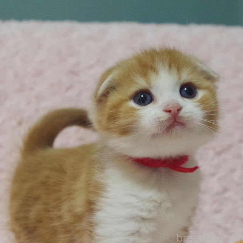 販売中の群馬県のスコティッシュフォールド(折れ耳)-135715の5枚目