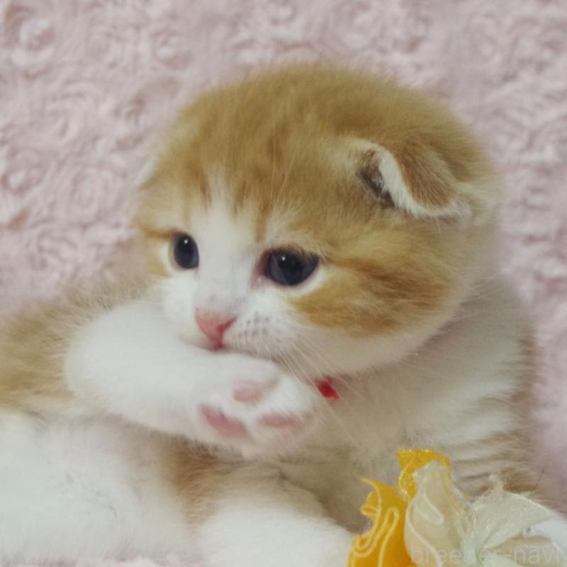 販売中の群馬県のスコティッシュフォールド(折れ耳)-135715の4枚目