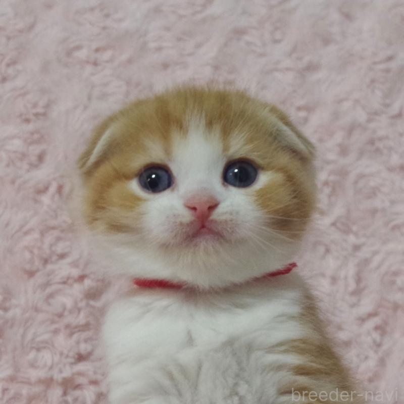 販売中の群馬県のスコティッシュフォールド(折れ耳)-135715の2枚目