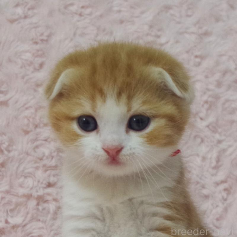 販売中の群馬県のスコティッシュフォールド(折れ耳)-135715の3枚目