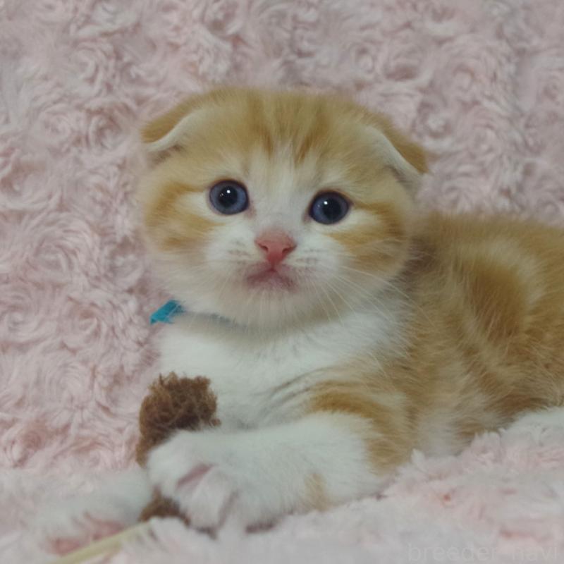 販売中の群馬県のスコティッシュフォールド(折れ耳)-135716