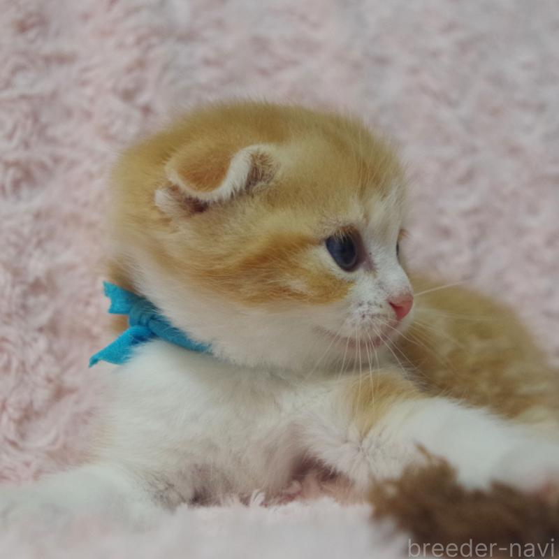 販売中の群馬県のスコティッシュフォールド(折れ耳)-135716の8枚目