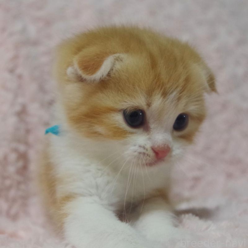 販売中の群馬県のスコティッシュフォールド(折れ耳)-135716の7枚目