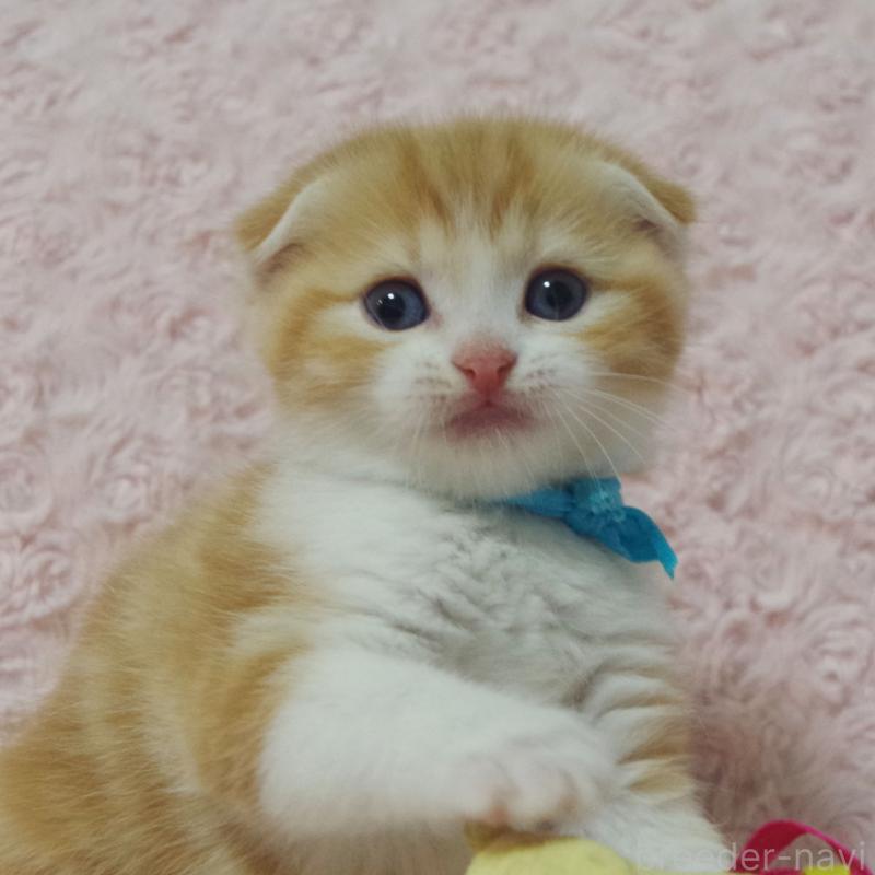 販売中の群馬県のスコティッシュフォールド(折れ耳)-135716の6枚目