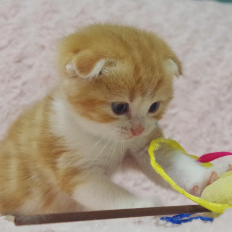 販売中の群馬県のスコティッシュフォールド(折れ耳)-135716の5枚目