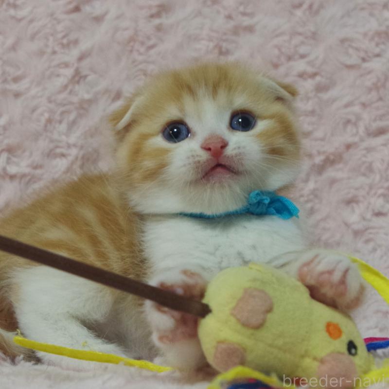 販売中の群馬県のスコティッシュフォールド(折れ耳)-135716の4枚目