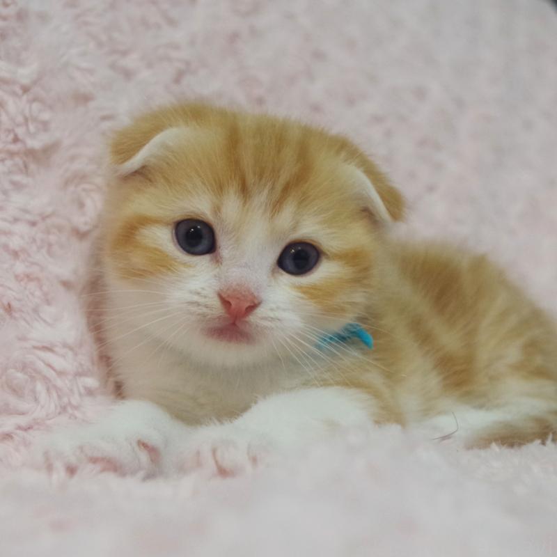 販売中の群馬県のスコティッシュフォールド(折れ耳)-135716の3枚目