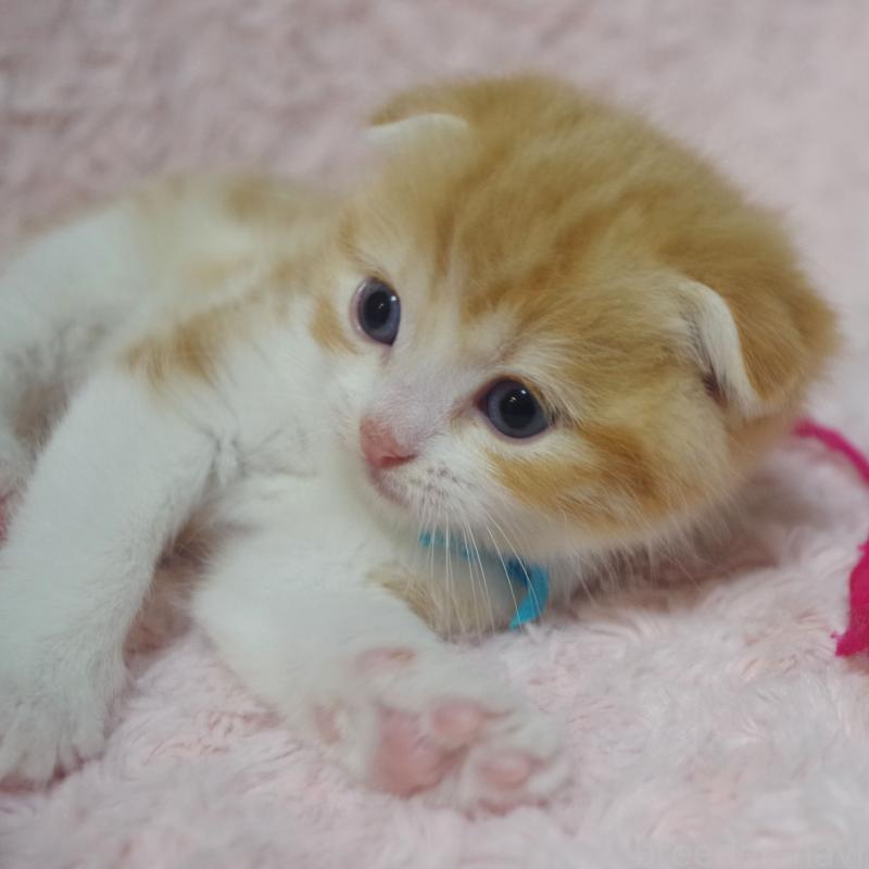 販売中の群馬県のスコティッシュフォールド(折れ耳)-135716の2枚目