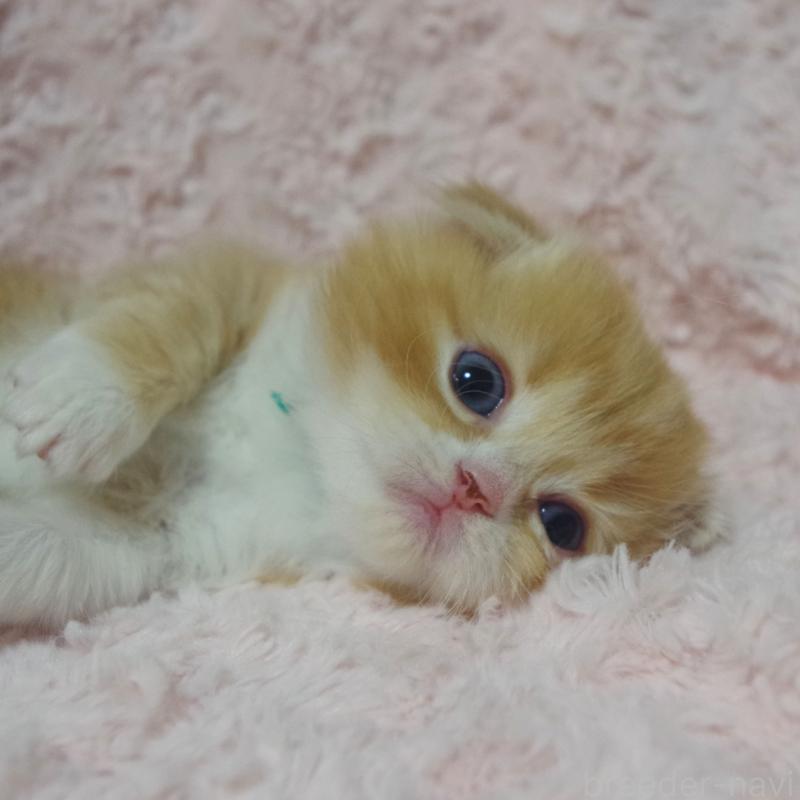 販売中の群馬県のスコティッシュフォールド(折れ耳)-135717の7枚目