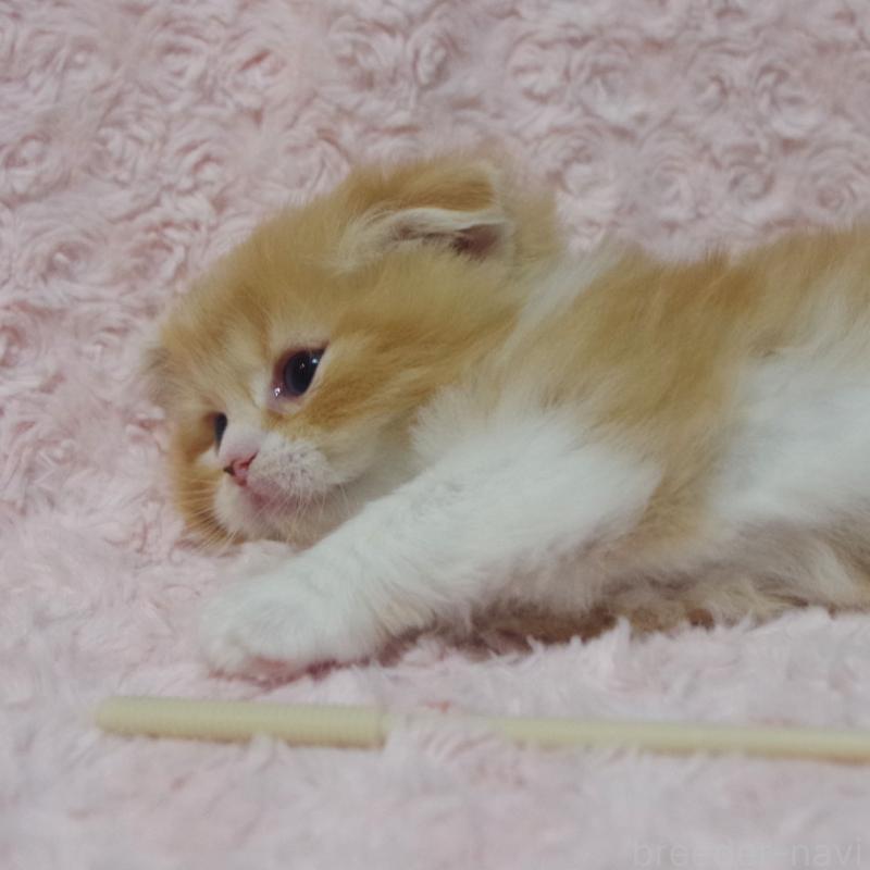 販売中の群馬県のスコティッシュフォールド(折れ耳)-135717の6枚目