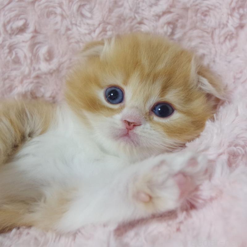 販売中の群馬県のスコティッシュフォールド(折れ耳)-135717の5枚目