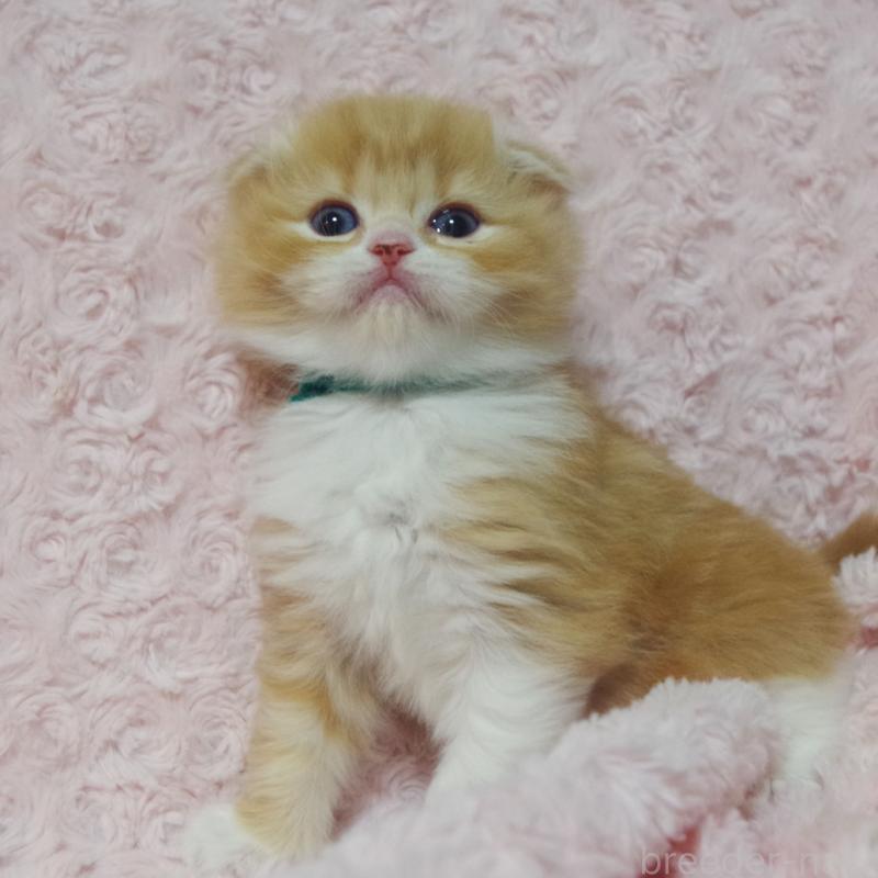 販売中の群馬県のスコティッシュフォールド(折れ耳)-135717