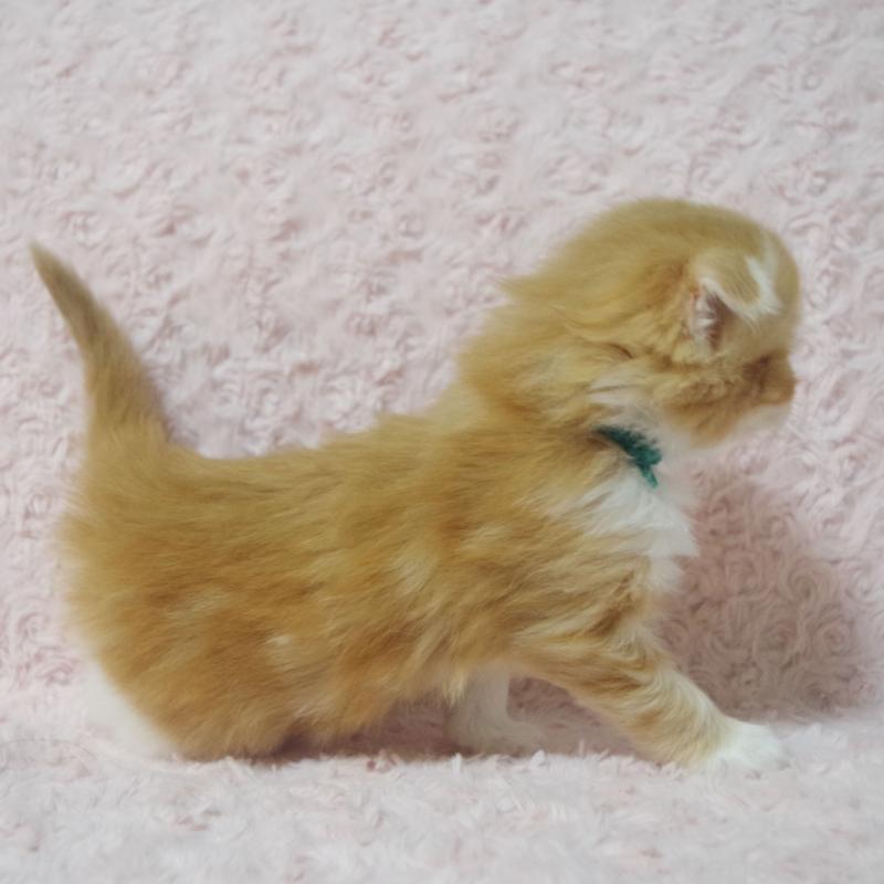 販売中の群馬県のスコティッシュフォールド(折れ耳)-135717の4枚目