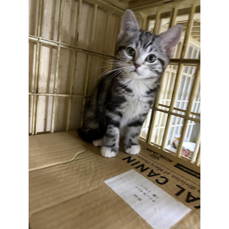 販売中の神奈川県のスコティッシュフォールド-134199の22枚目