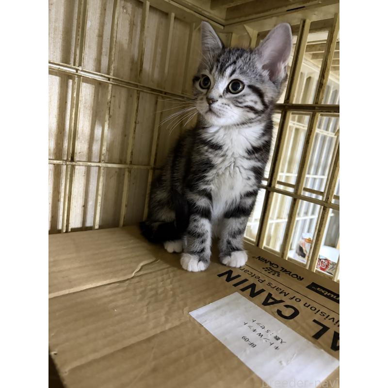 販売中の神奈川県のスコティッシュフォールド-134199の21枚目