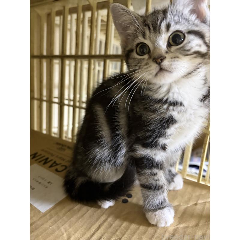 販売中の神奈川県のスコティッシュフォールド-134199の20枚目