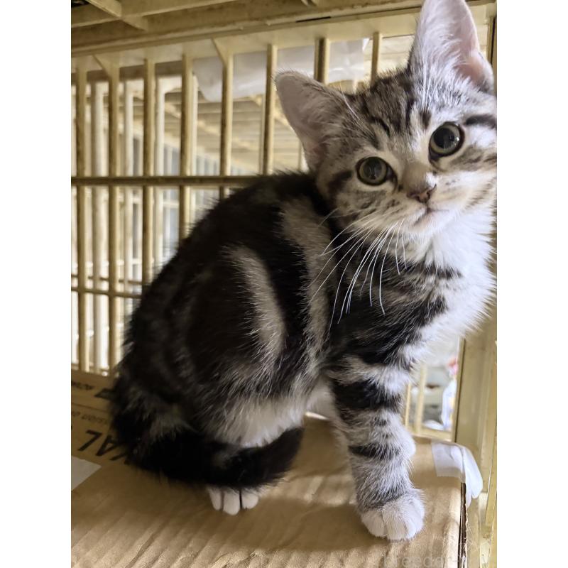 販売中の神奈川県のスコティッシュフォールド-134199