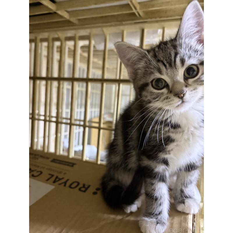 販売中の神奈川県のスコティッシュフォールド-134199の18枚目