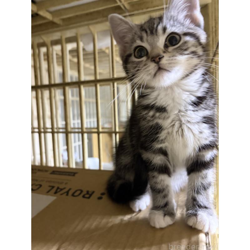 販売中の神奈川県のスコティッシュフォールド-134199の17枚目