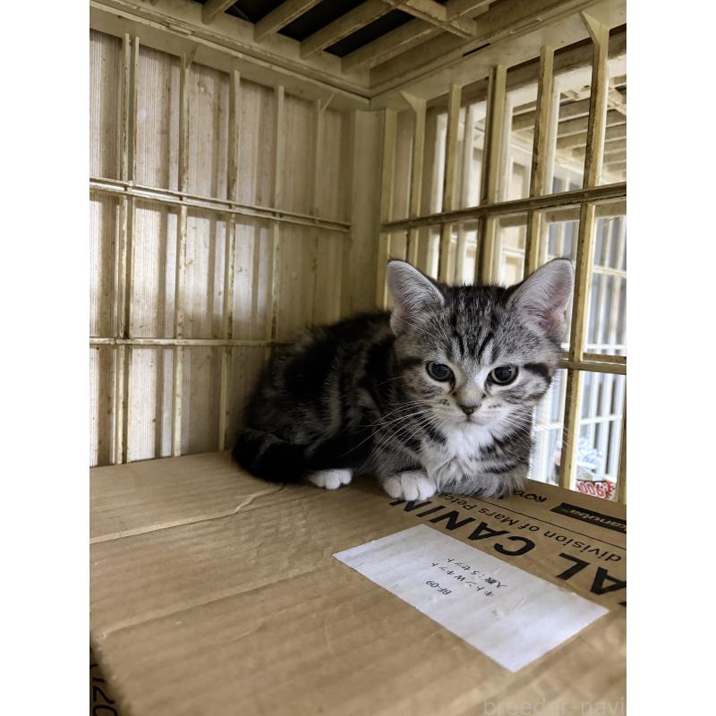 販売中の神奈川県のスコティッシュフォールド-134199の16枚目