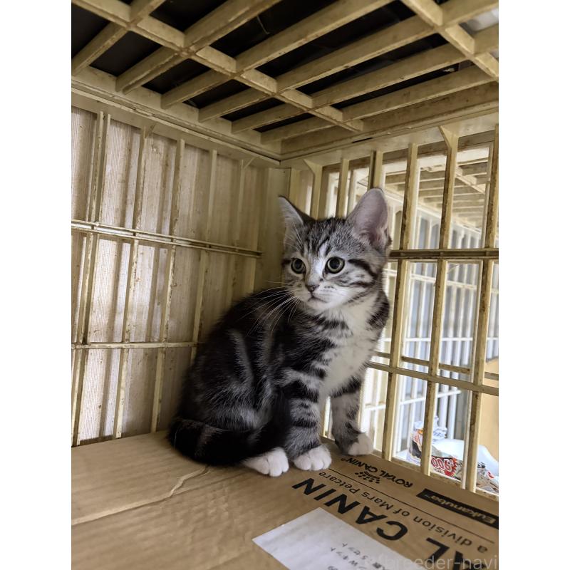 販売中の神奈川県のスコティッシュフォールド-134199の15枚目