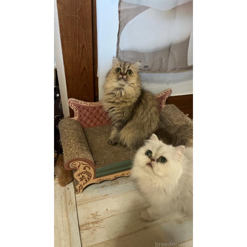 販売中の栃木県のペルシャ(チンチラ)-132979の3枚目