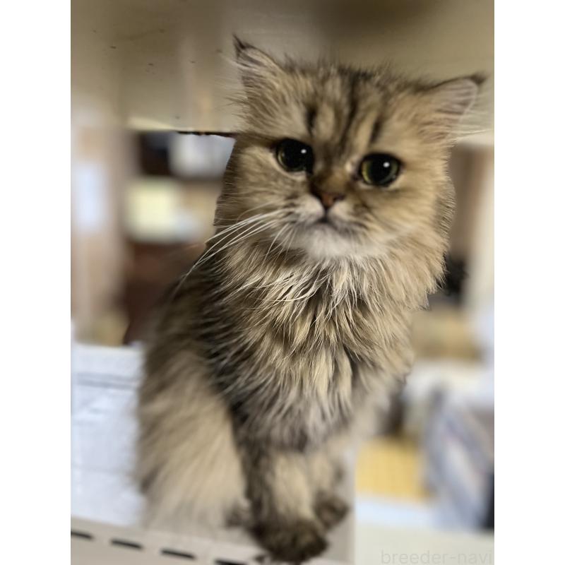 販売中の栃木県のペルシャ(チンチラ)-132979の2枚目