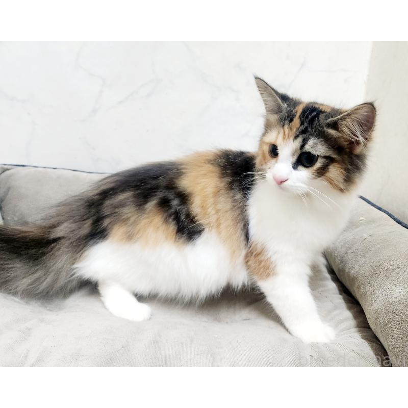 販売中の北海道のノルウェージャンフォレストキャット-135732の6枚目