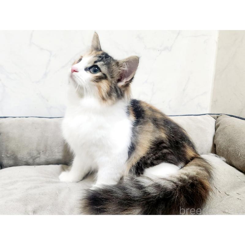販売中の北海道のノルウェージャンフォレストキャット-135732の5枚目