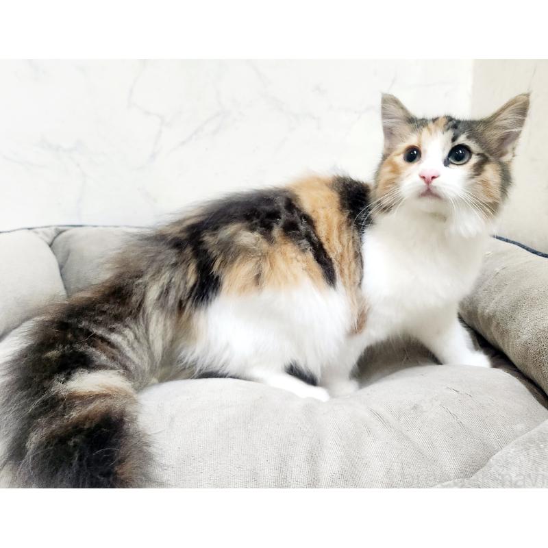 販売中の北海道のノルウェージャンフォレストキャット-135732の4枚目