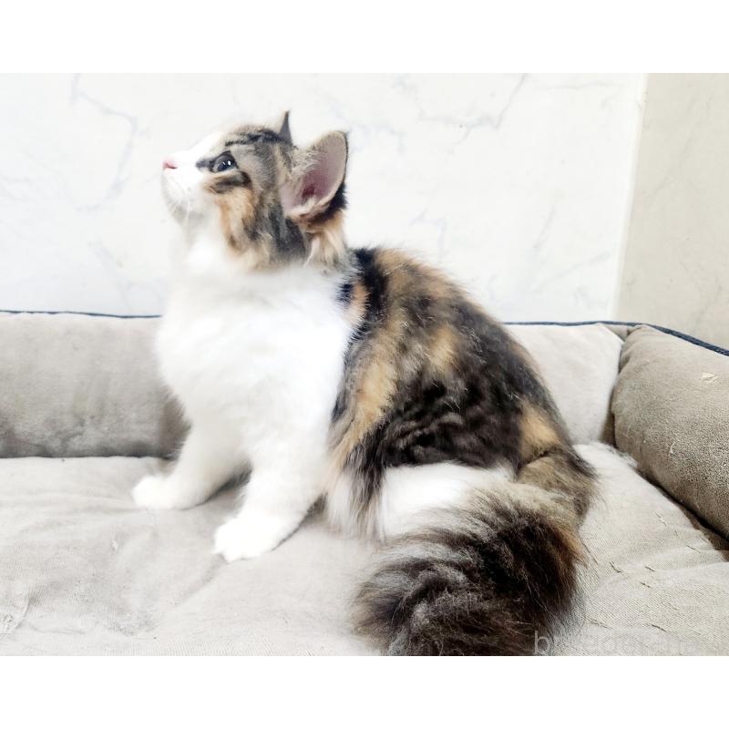 販売中の北海道のノルウェージャンフォレストキャット-135732の3枚目