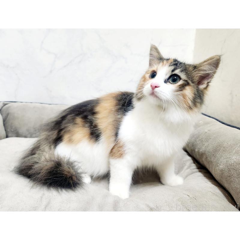 販売中の北海道のノルウェージャンフォレストキャット-135732の2枚目