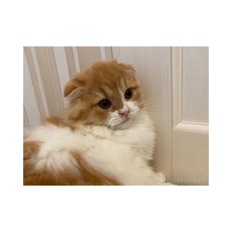 販売中の茨城県のスコティッシュフォールド(折れ耳)-131721の6枚目