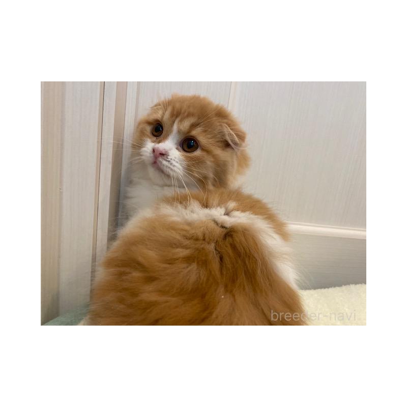 販売中の茨城県のスコティッシュフォールド(折れ耳)-131721の5枚目